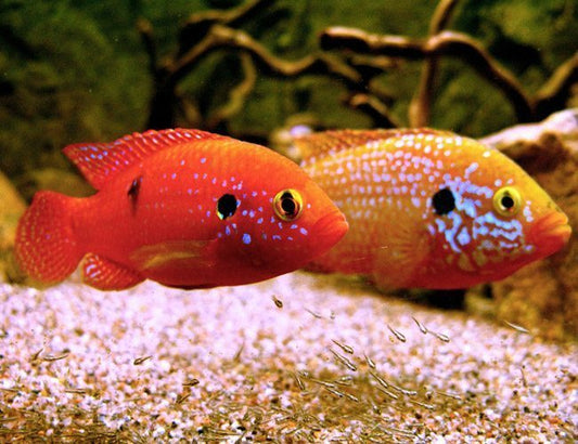 Cichlid: Blood Jewel