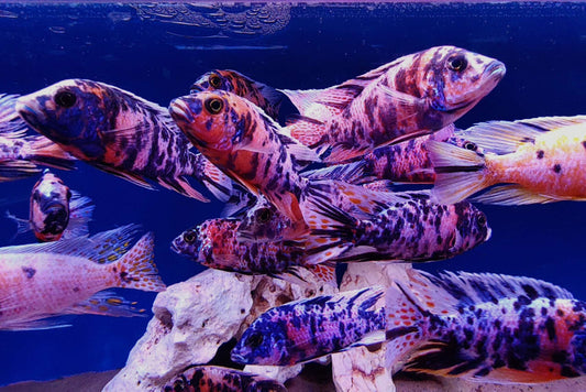 African Cichlid: Assorted Premium OB