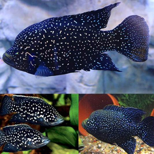 Starry Night Cichlid