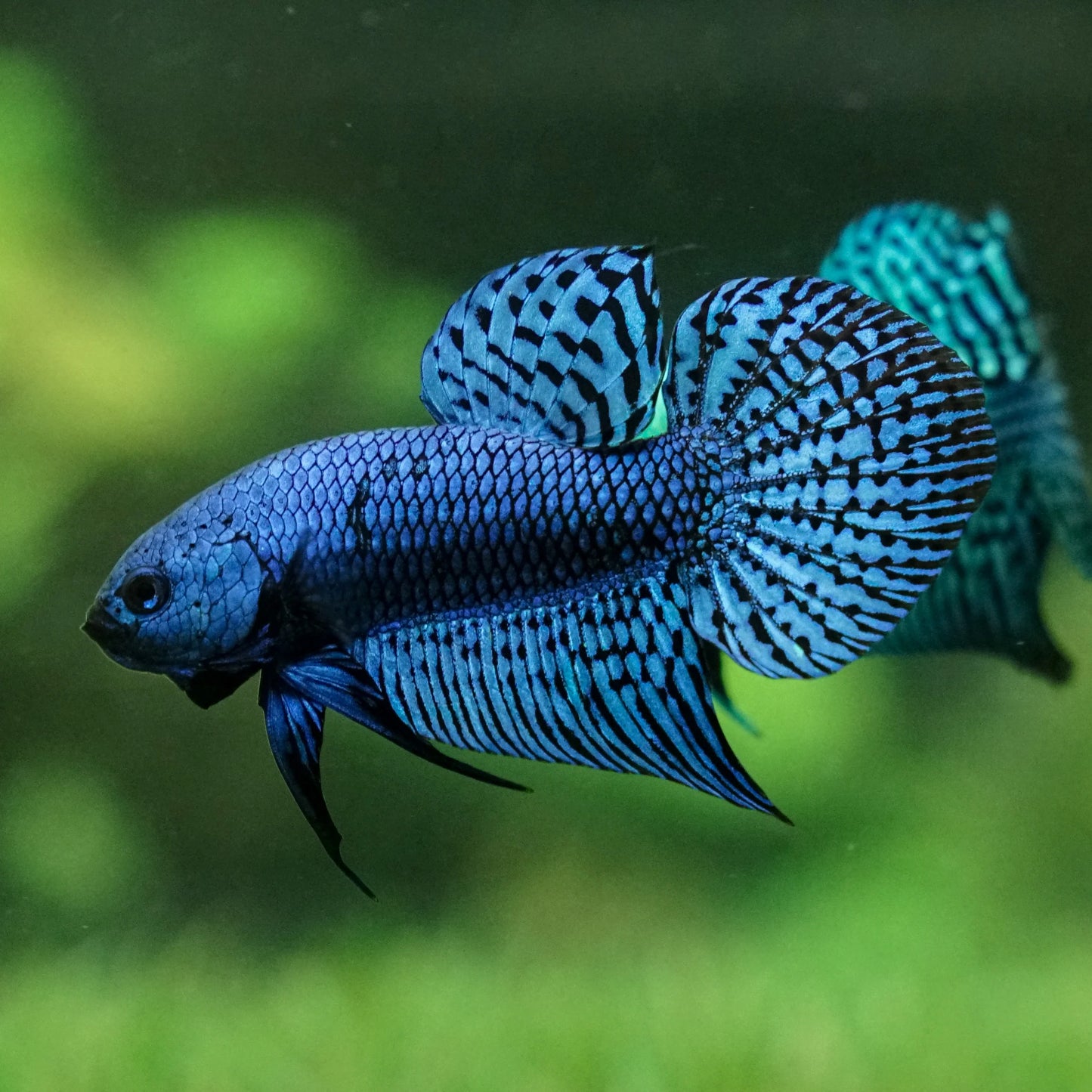 Alien Betta