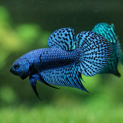 Alien Betta
