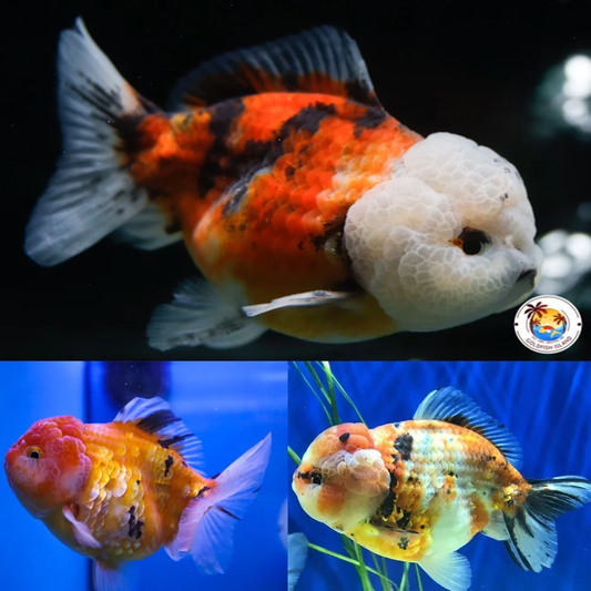 Goldfish: Calico Oranda