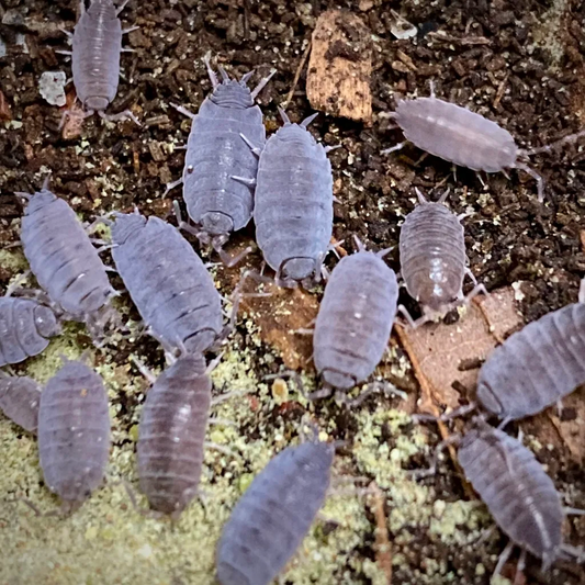 Powder Blue Isopods