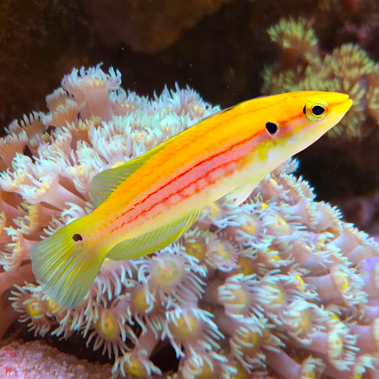 Twospot Candy Hogfish