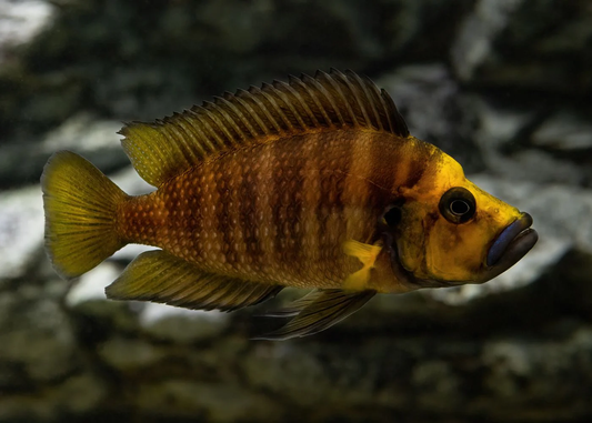 Gold Face Compressiceps