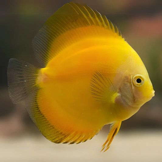 Discus: Golden