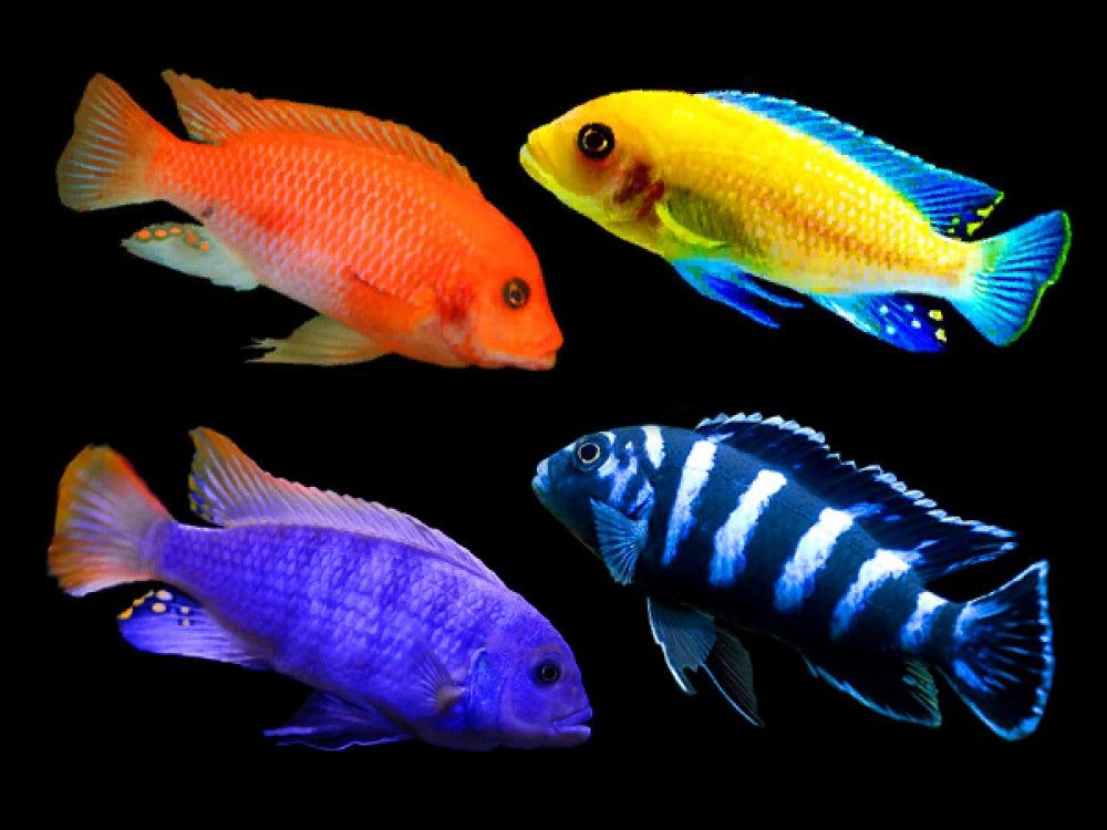 African Cichlid: Assorted Mbuna