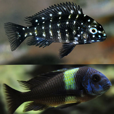 Cichlid: Tropheus Duboisi