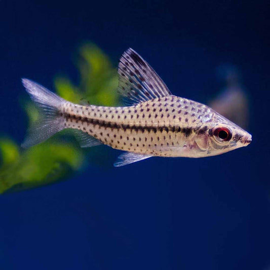 Tetra: Spotted Headstander
