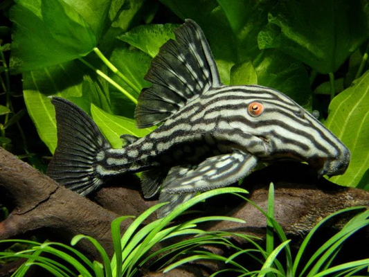 Royal Pleco L190