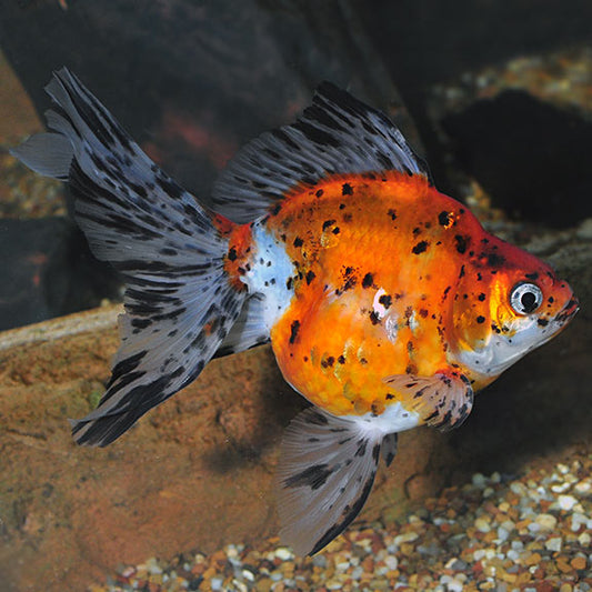 Goldfish: Ryukin