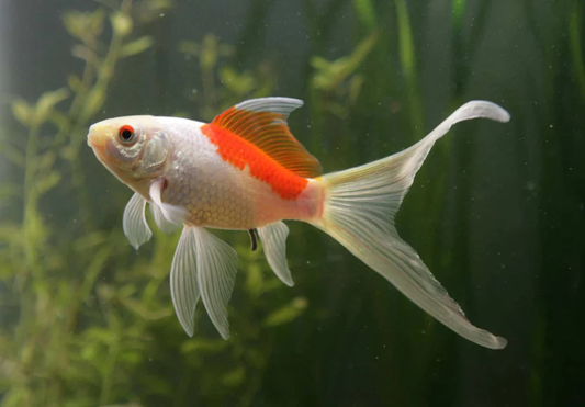 Sarasa Comet Goldfish