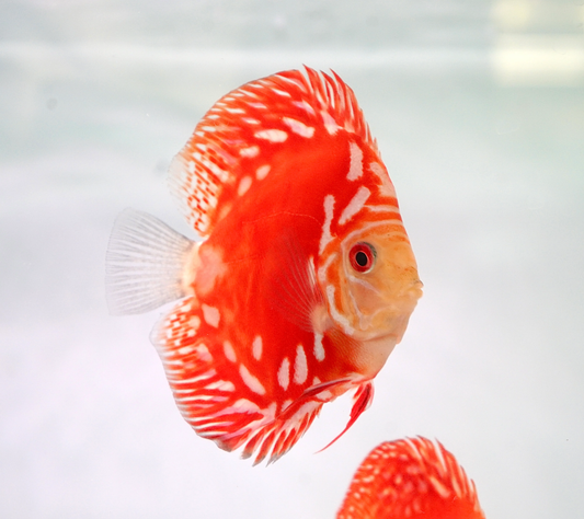 Red Panda Discus