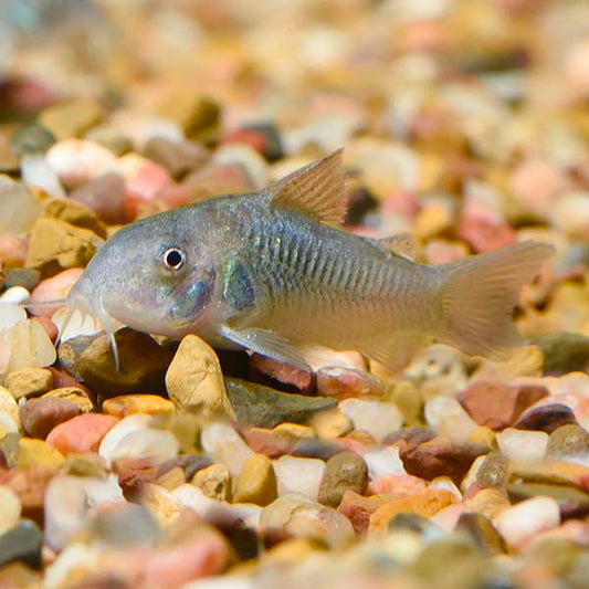 Corydoras: Green