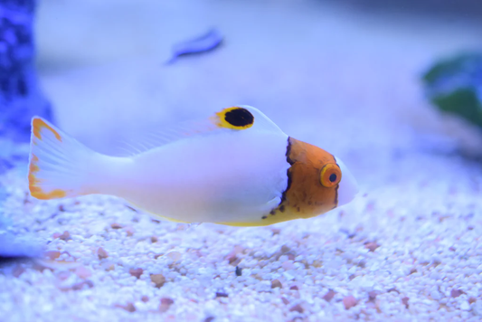 Bicolor Parrotfish