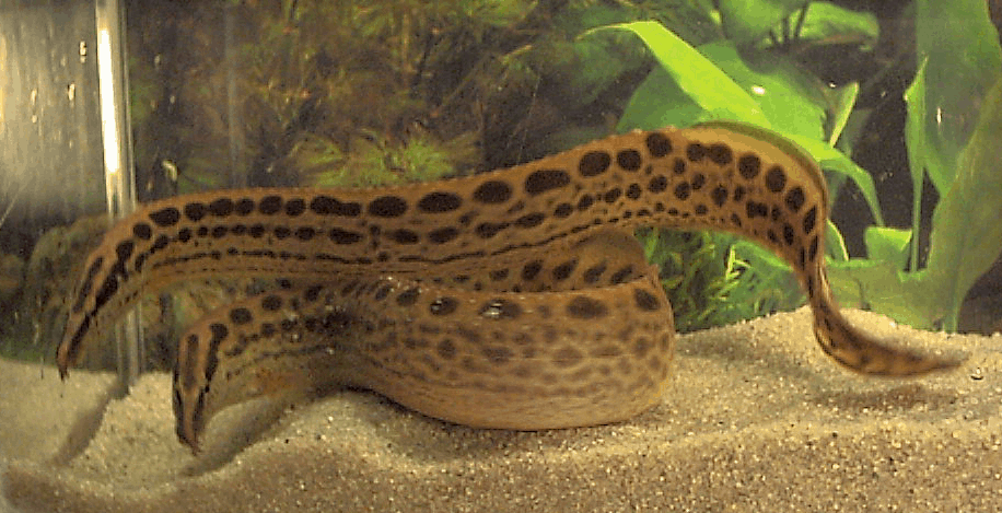 Eel: Black Spot Eel