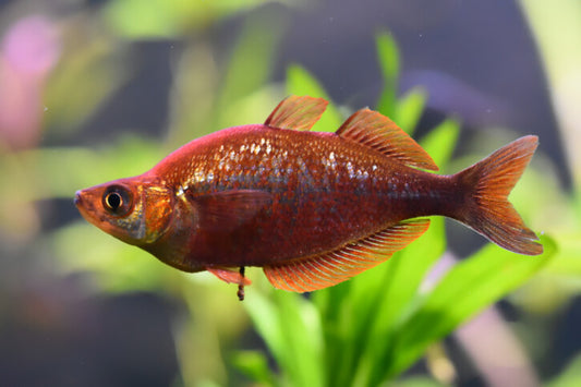 Red Rainbowfish