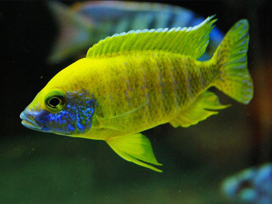 Yellow Peacock Cichlid