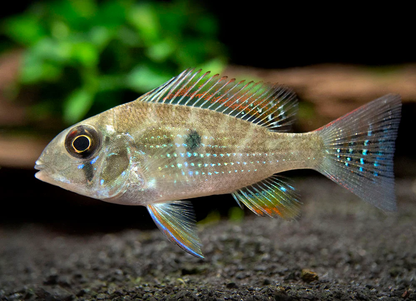 Threadfin Acara