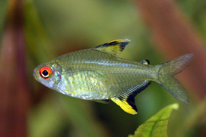 Tetra: Lemon