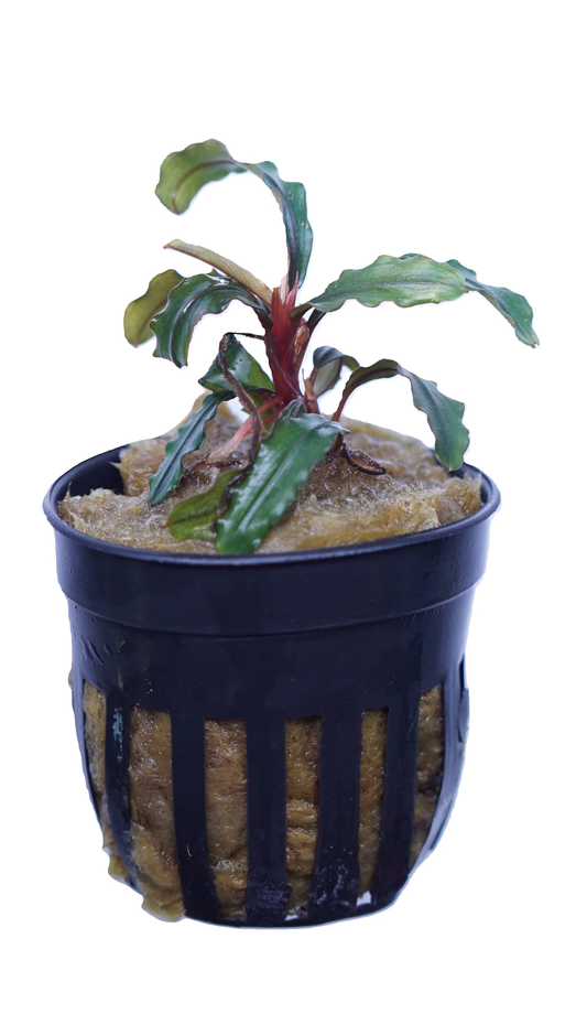 Bucephalandra: Velvet