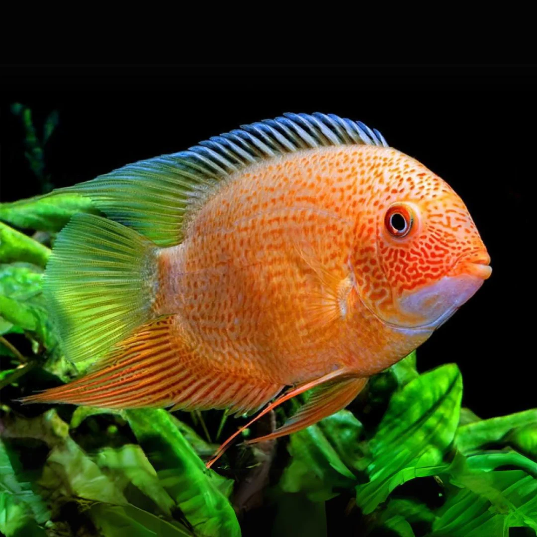 Cichlid: Red Severum