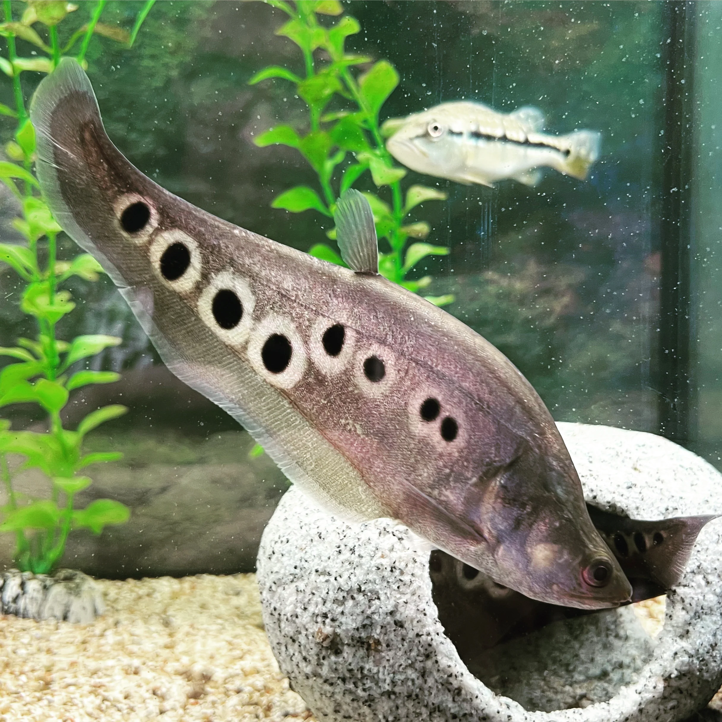 Knifefish: Clown