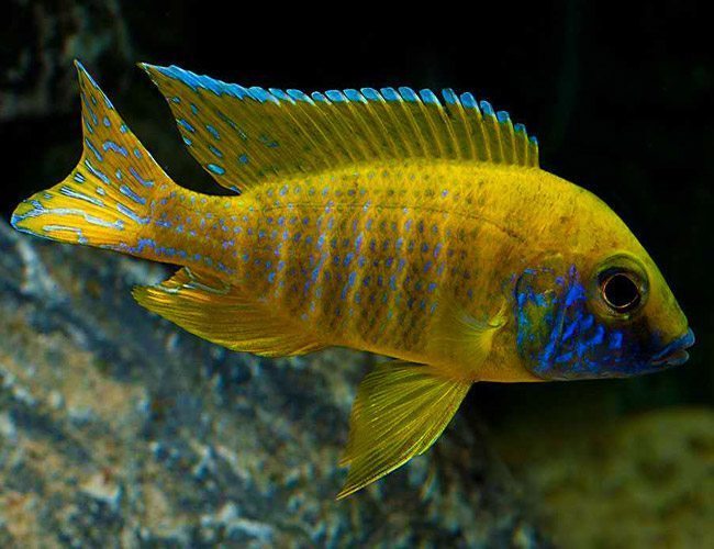 African Cichlid: Sunshine Peacock