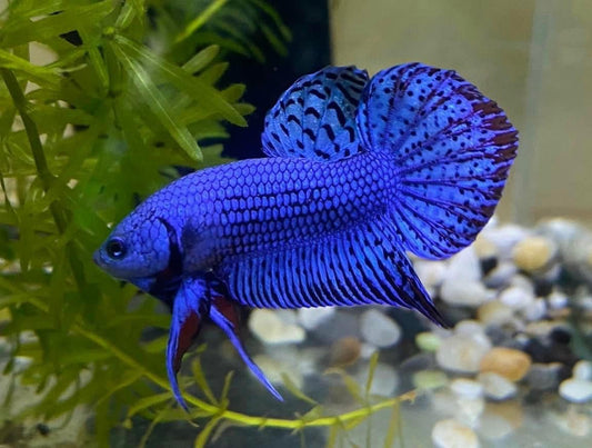 Blue Alien Betta