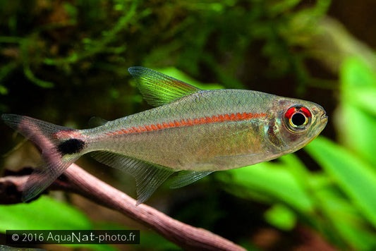 Red Stripe Tetra