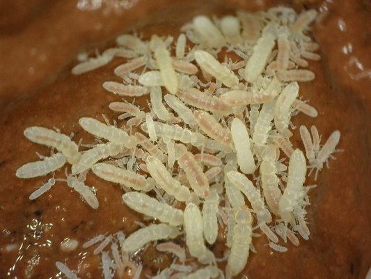 Temperate White Springtails