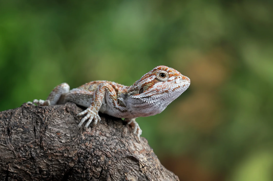 Assorted Juvenile Bearded Dragon