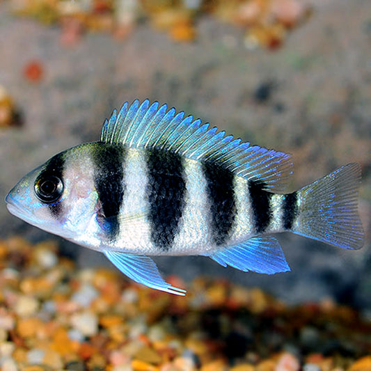 African Cichlid: Frontosa