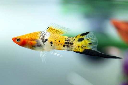 Tricolor Koi Swordtail