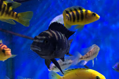 African Cichlid: Maylandia Ornatus Bumblebee
