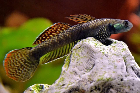 Goby: Rainbow Stiphodon