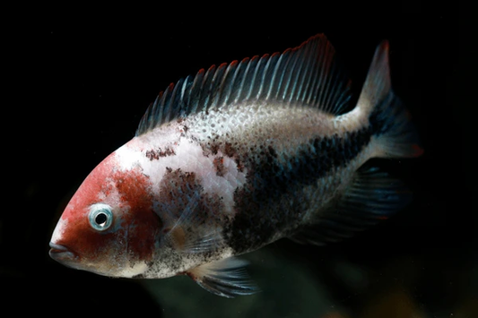 Cichlid: Marble Finned Vieja