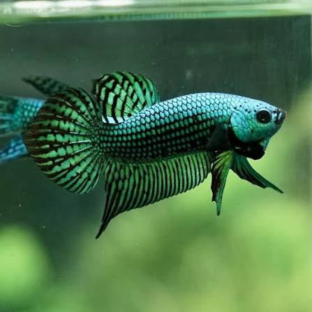 Green Alien Betta