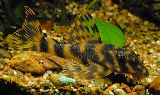 Candy Stripe Pleco L15