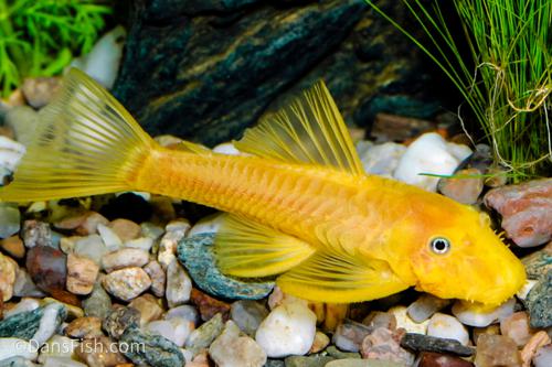 Blue Eye Lemon Bristlenose Pleco