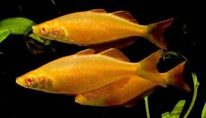 Rainbow: Albino Orange Millineum