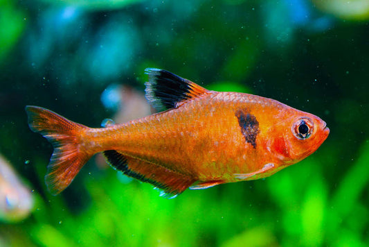 Tetra: Serpae