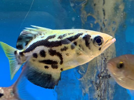 Gold Burmese Archerfish