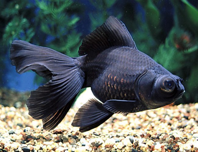 Goldfish: Black Moor