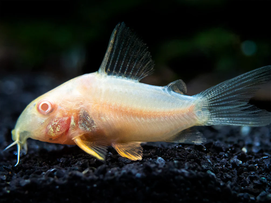 Corydoras: Albino