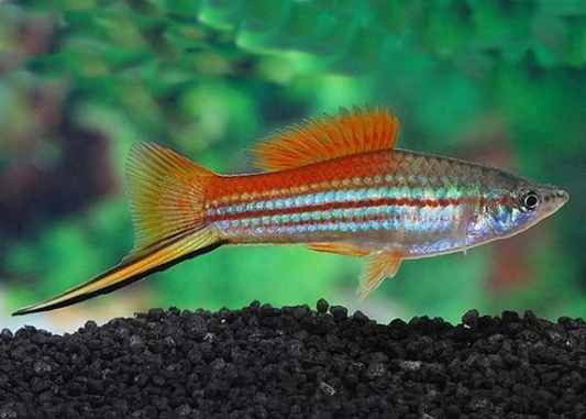 Swordtail: Green Neon