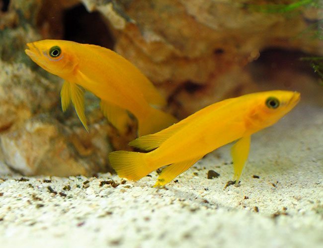 African Cichlid: Lemon