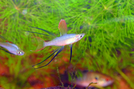 Threadfin Rainbow