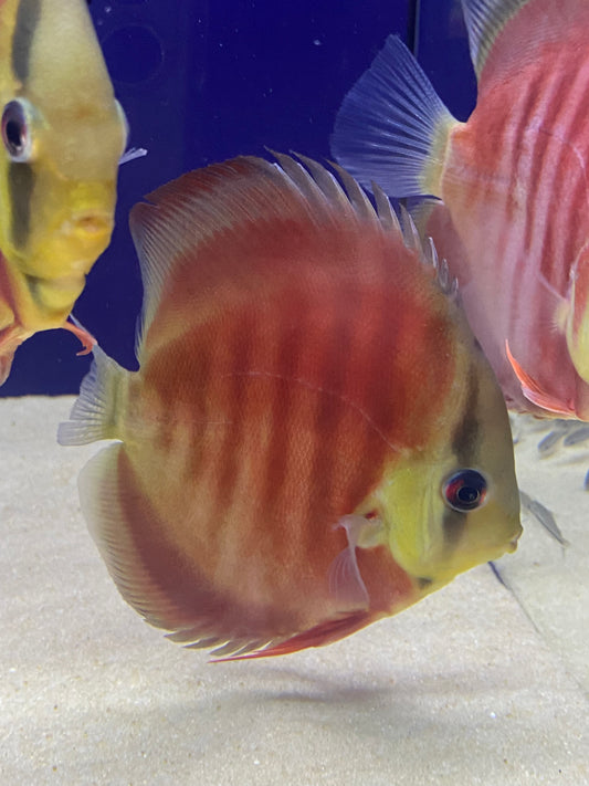 Discus: No Line Mammon
