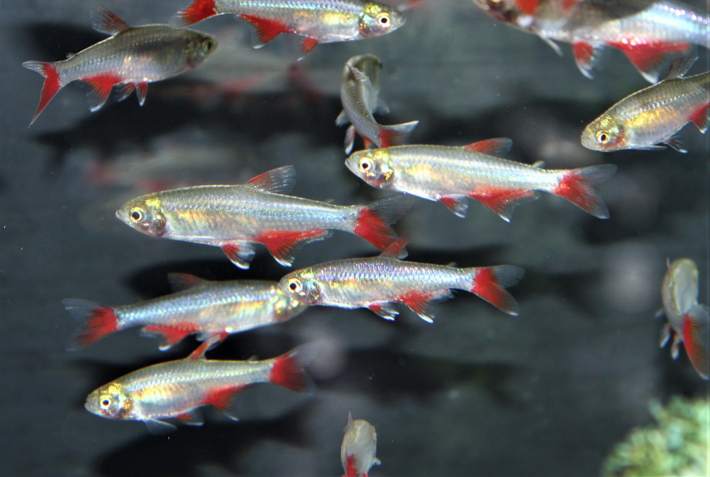 Tetra: Bloodfin